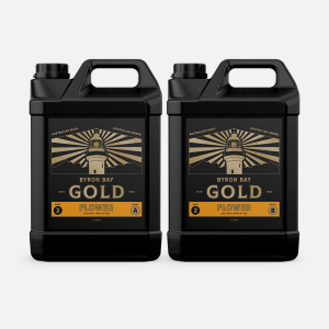 Byron Bay Gold - Flower