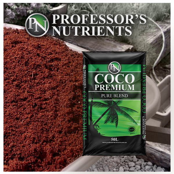Professors Premium Coco - Image 2